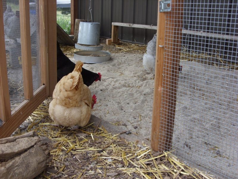 Coop with sand floor