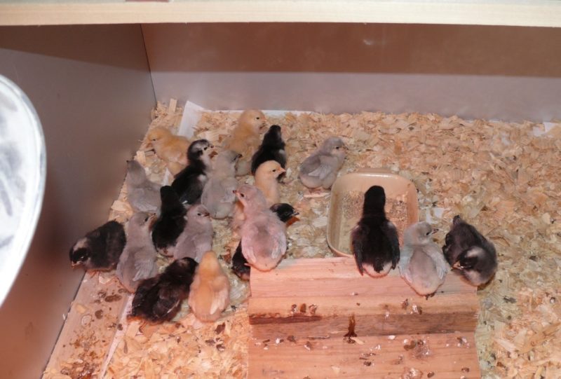 Chicks in brooder