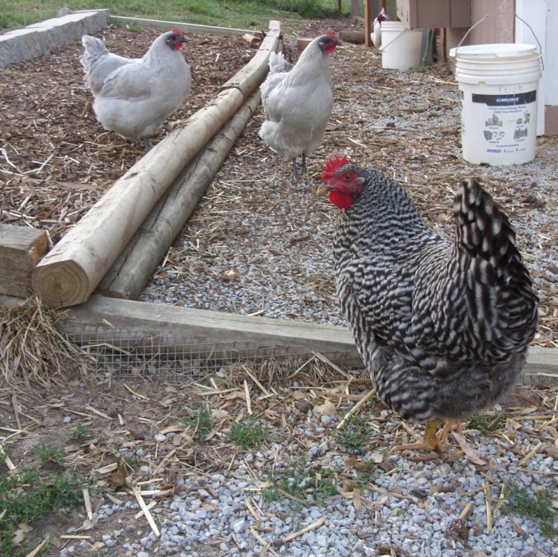chickens in yard