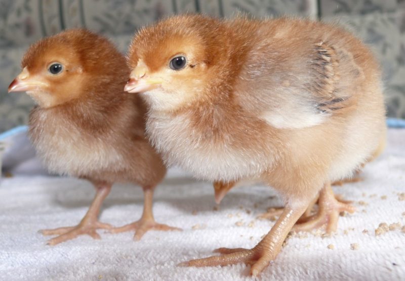 two orange chicks