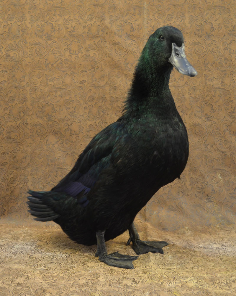 Adult Cayuga duck