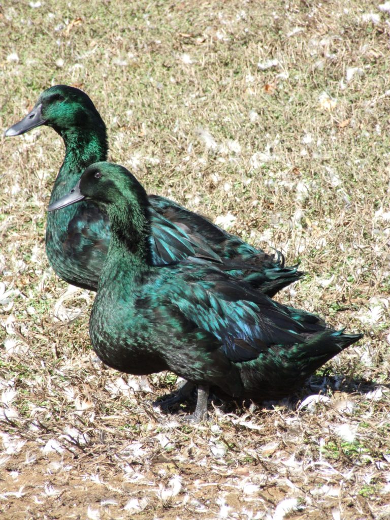 two green Cayuga ducks